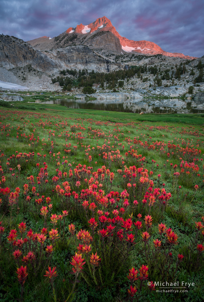 Mountain flowers including alpine columbine : Michael Frye Photography