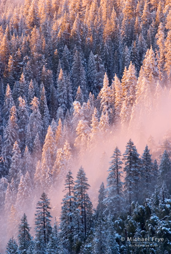 Ponderosa pines at sunset after a snowstorm, Yosemite NP, CA, USA