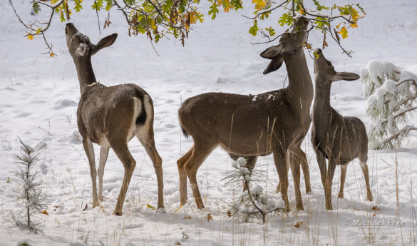 Mule deer browsing oak leaves, Yosemite NP, CA, USA