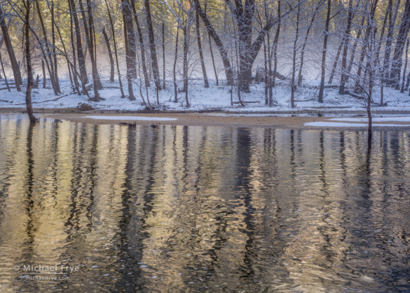 Cottonwood trees reflected in the Merced River, Yosemite NP, CA, USA