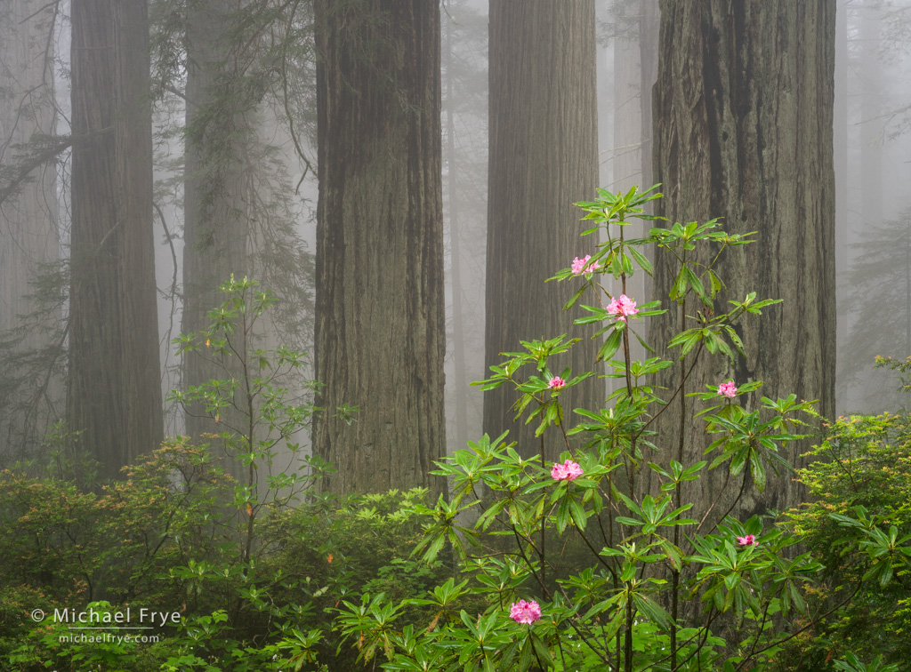 Planning for Flexibility : Michael Frye Photography