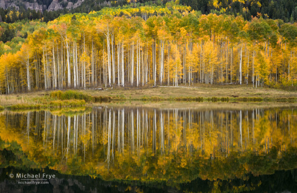 More Colorado Aspens : Michael Frye Photography