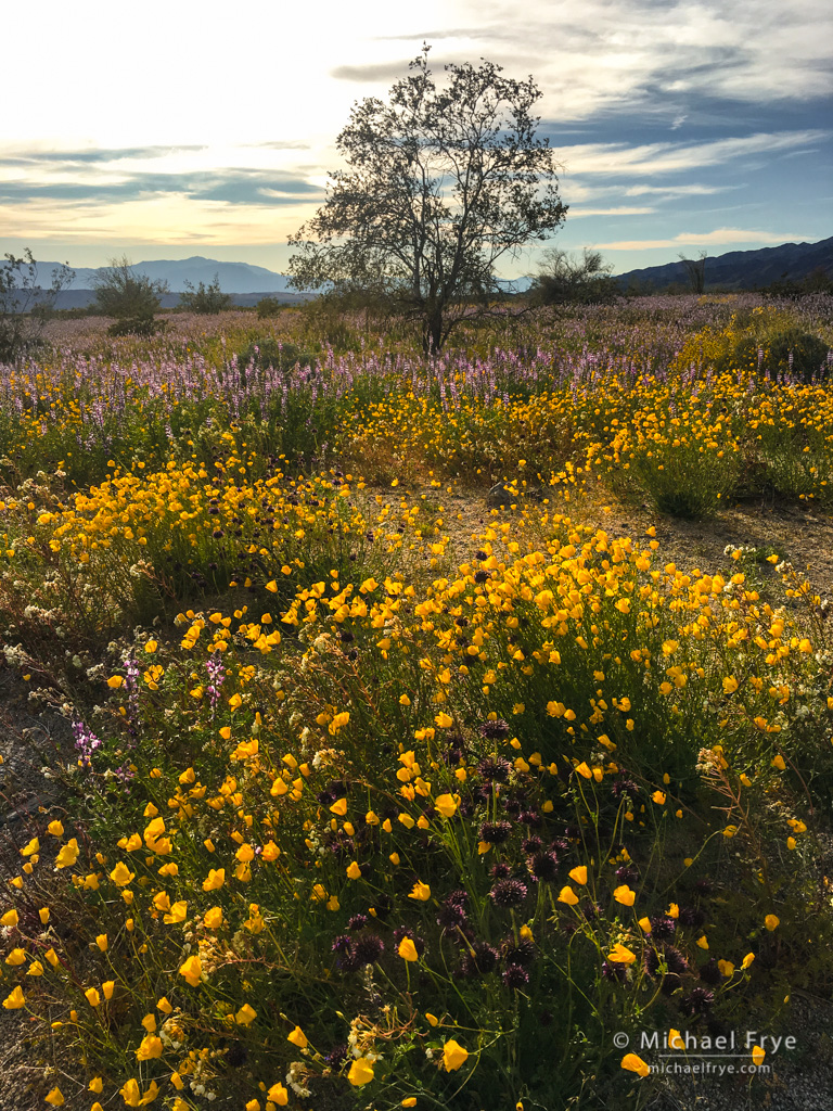 Desert Gardens : Michael Frye Photography