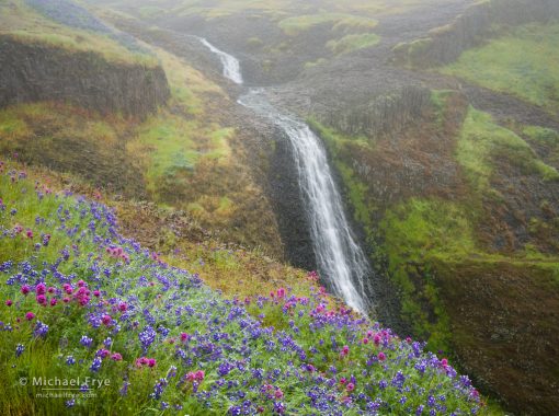 Flowers in the Fog : Michael Frye Photography