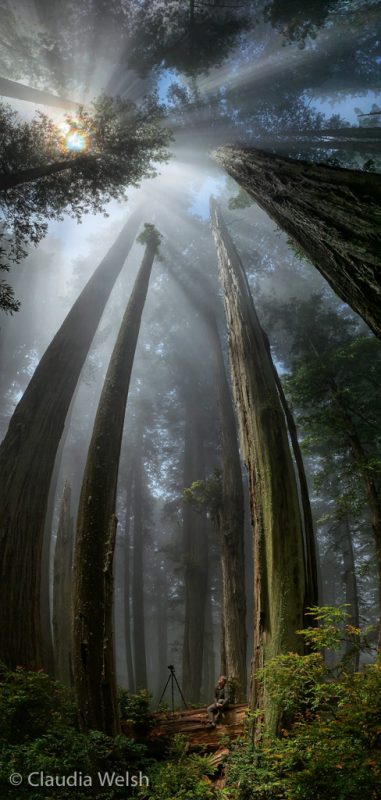 The Primeval Forest : Michael Frye Photography