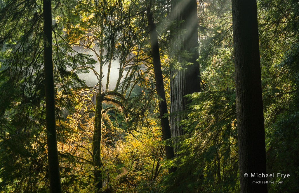 Autumn in the Redwoods