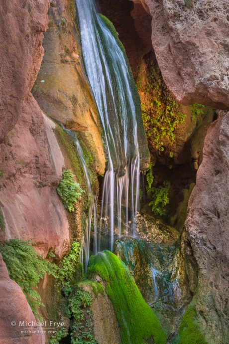 Stream, moss, and ferns, Grand Canyon NP, AZ, USA