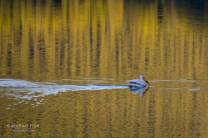 White pelican in the Snake River, Grand Teton NP, WY, USA