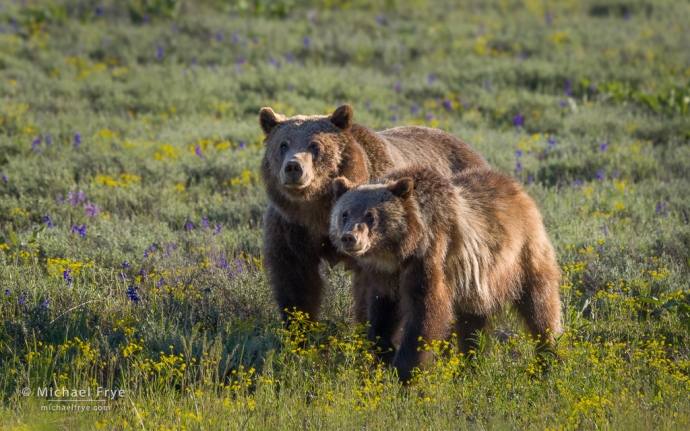 Grizzly 399 and her 18-month-old cub, Grand Teton NP, WY, USA