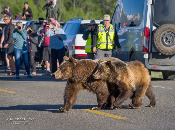 Grizzly 399 and her 18-month-old cub crossing a road while photographers, tourists, and wildlife management volunteers watch, Grand Teton NP, WY, USA