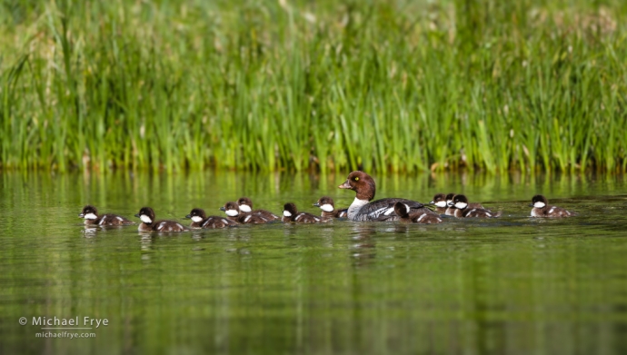 Barrow's goldeneye mother and ducklings, Grand Teton NP, WY, USA