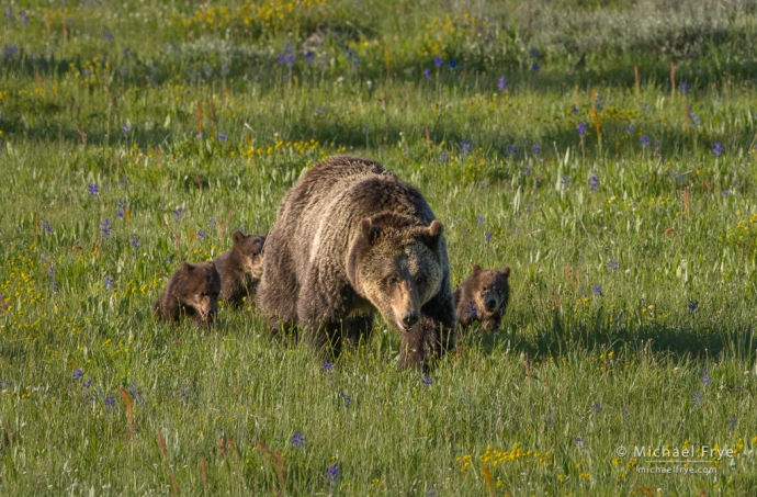 Grizzly 1063 and her triplet cubs, Grand Teton NP, WY, USA