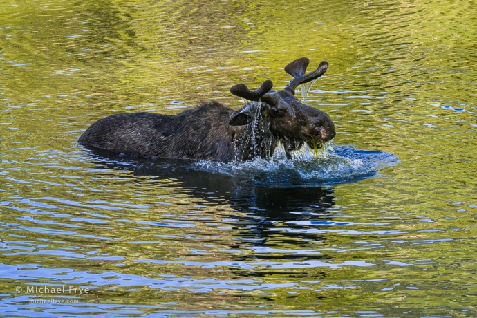 Moose feeding in a pond, Grand Teton NP, WY, USA