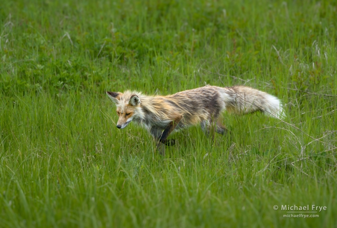 Red fox, Grand Teton NP, WY, USA