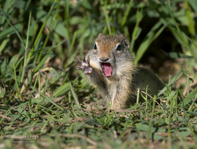 Young Uinta ground squirrel, Grand Teton NP, WY, USA