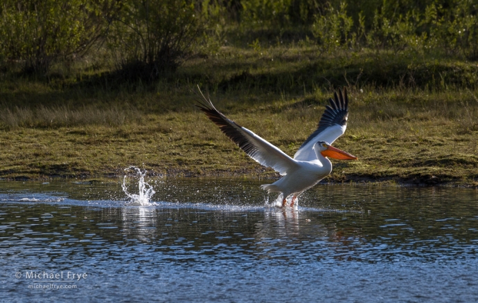 White pelican taking flight, Grand Teton NP, WY, USA