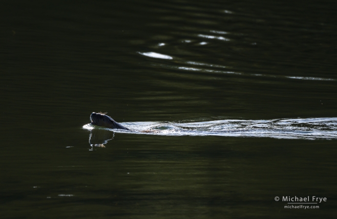 River otter in the Snake River, Grand Teton NP, WY, USA