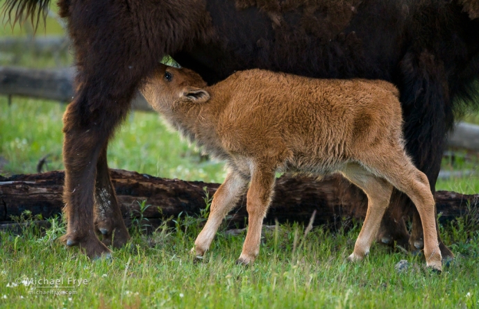 Bison calf nursing, Yellowstone NP, WY, USA