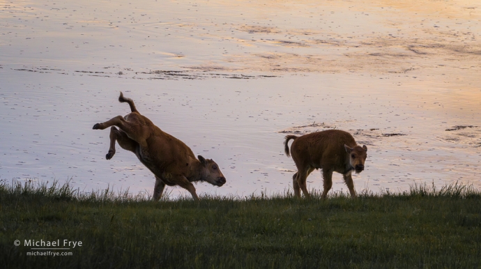 Bison calf kicking up its heels, Yellowstone NP, WY, USA