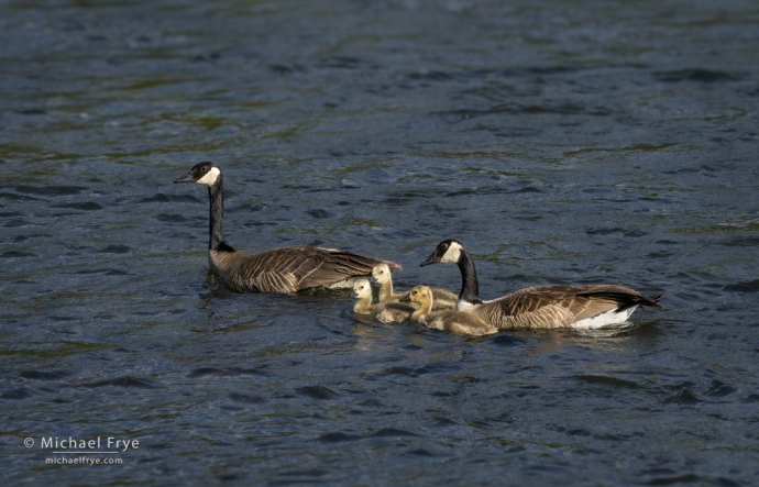 Canada goose family, Yellowstone NP, WY, USA