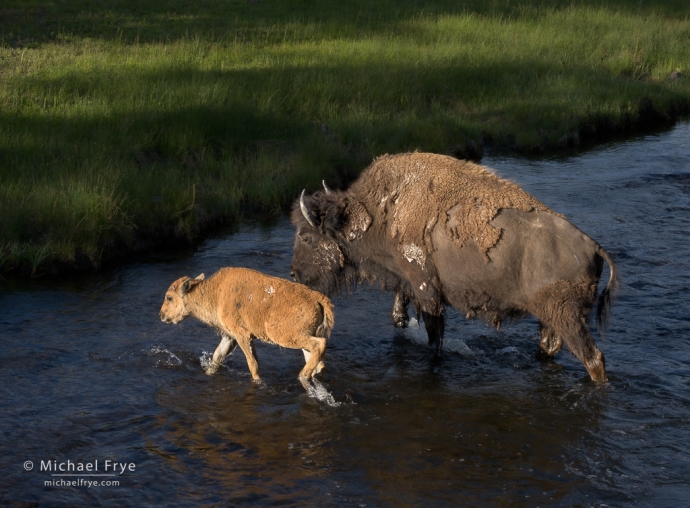 Bison mother and calf crossing a creek, Yellowstone NP, WY, USA