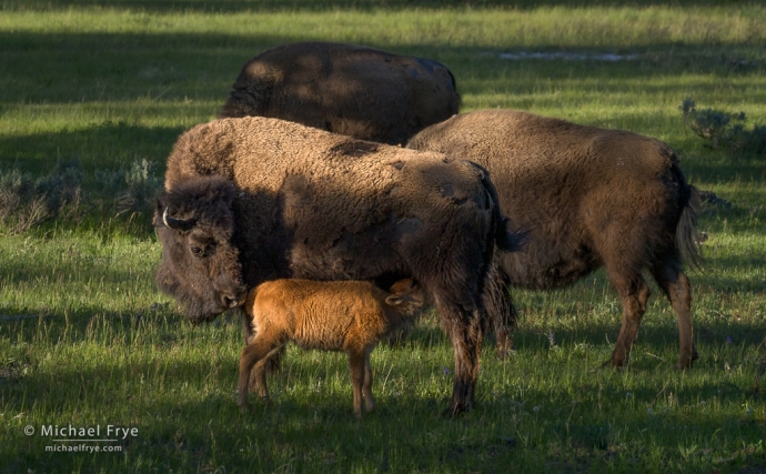 Bison cows and nursing calf, Yellowstone NP, WY, USA