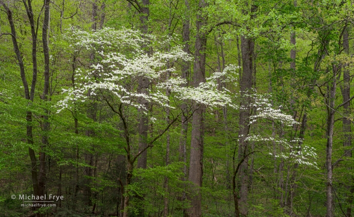 Dogwoods, Great Smoky Mountains NP, NC, USA