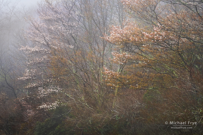 Sarvis (serviceberry) in fog, Blue Ridge Parkway, NC, USA