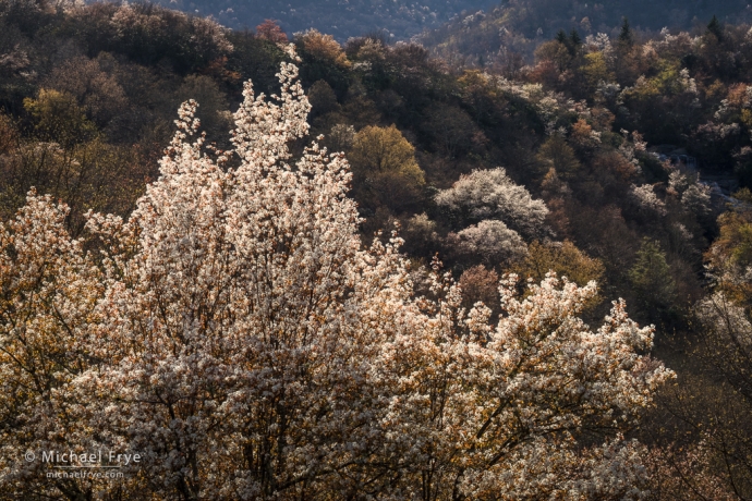 Sarvis (serviceberry) in bloom, Blue Ridge Parkway, NC, USA