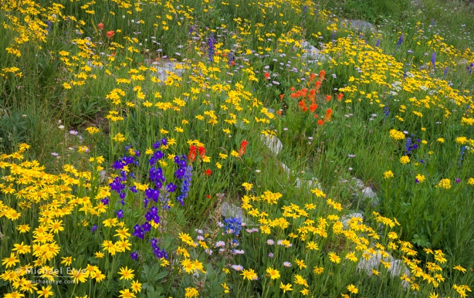 Larkspur, paintbrush, lupine, and groundsel, Yosemite NP, CA, USA