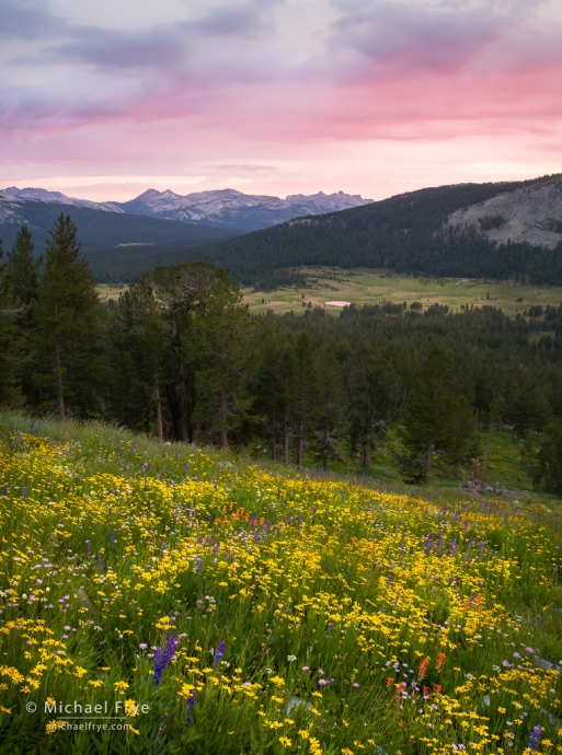 Wildflowers at sunset in the Yosemite high country, Yosemite NP, CA, USA