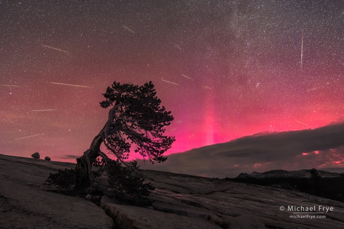 Aurora, Perseid meteors, and lodgepole pine, August 11-12, Yosemite NP, CA, USA