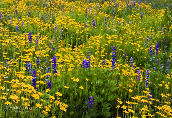 Lupines and groundsel, Yosemite NP, CA, USA