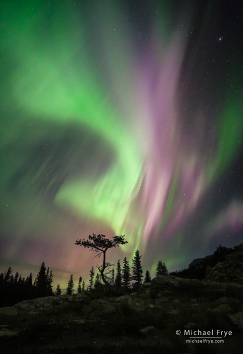 Aurora with bonsai tree, Glacier NP, MT, USA