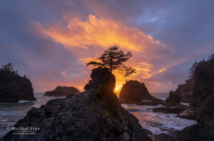 Sun setting behind a small tree, Oregon Coast, USA