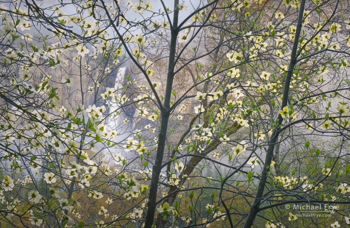 13. Dogwoods, mist, and Bridalveil Fall, Yosemite NP, CA, USA