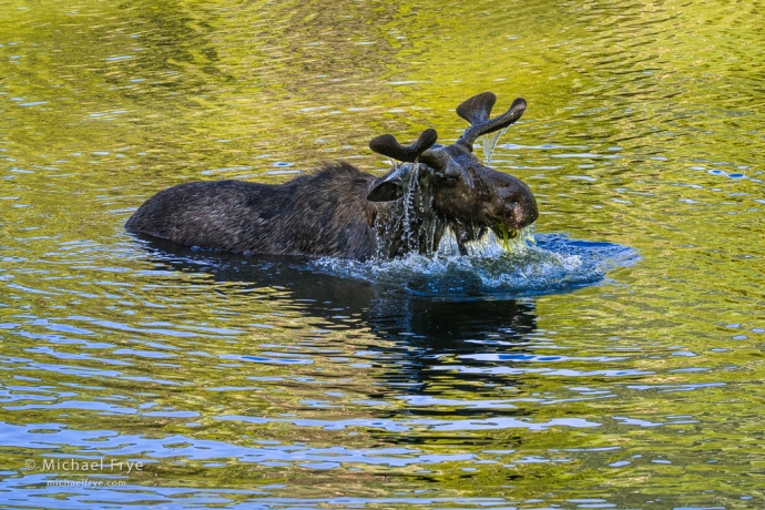 18. Moose feeding in a pond, Grand Teton NP, WY, USA