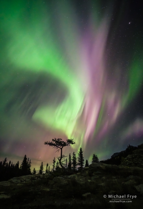 26. Aurora with bonsai tree, Glacier NP, MT, USA