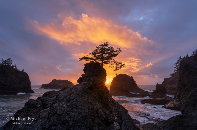 32. Sun setting behind a small tree, Oregon Coast, USA