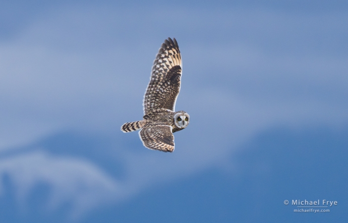 35. Short-eared owl, WA, USA