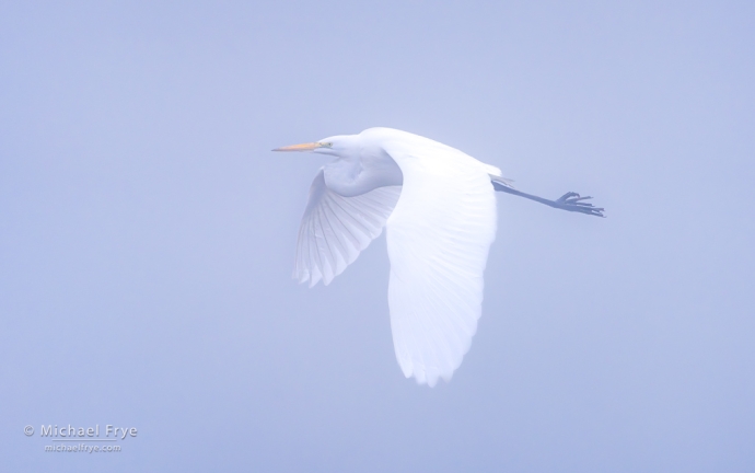 36. Great egret in fog, San Joaquin Valley, CA, USA