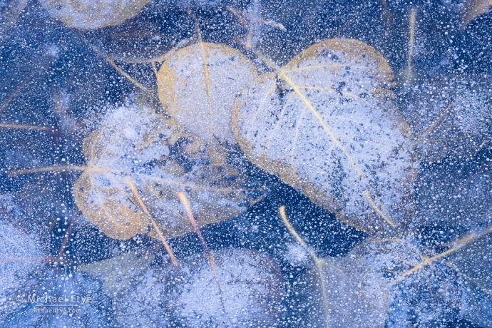 Cottonwood leaves encased in ice, Yosemite NP, CA, USA