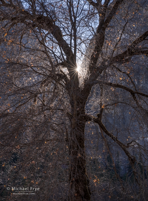 Backlit oak, Yosemite NP, CA, USA