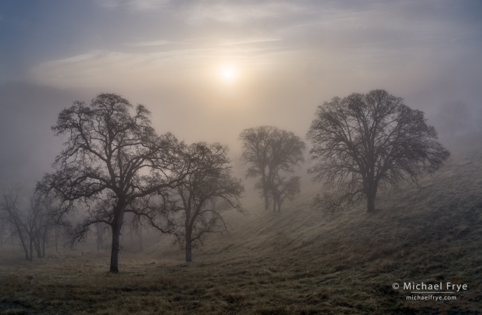 Sun, oaks, and fog, Sierra Nevada foothills, CA, USA