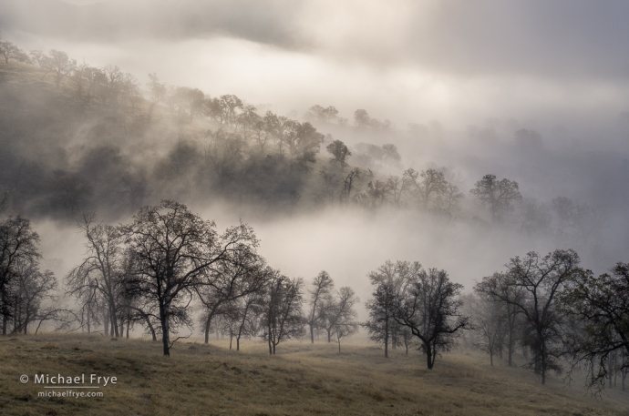 Oaks, fog, and sunlight, Sierra Nevada foothills, CA, USA