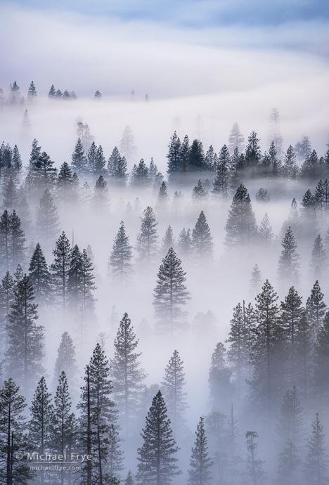 3. Fog and tree patterns, Yosemite NP, CA, USA