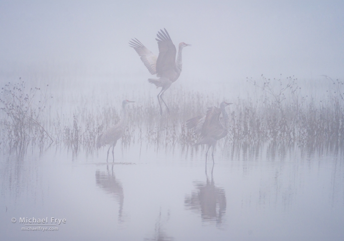 41. Leaping crane, San Joaquin Valley, CA, USA