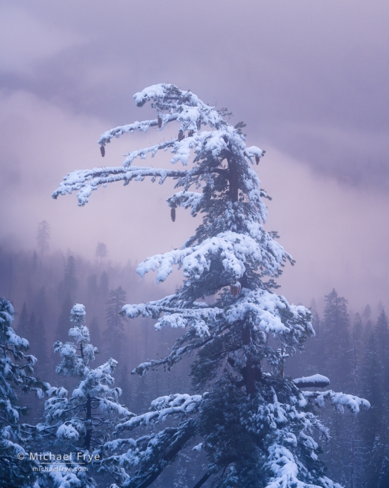 42. Sugar pine in snow, Yosemite NP, CA, USA