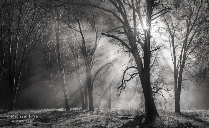 44. Oaks and sunbeams, Yosemite NP, California