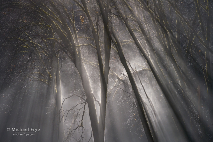 45. Oaks and sunbeams, Yosemite NP, CA, USA